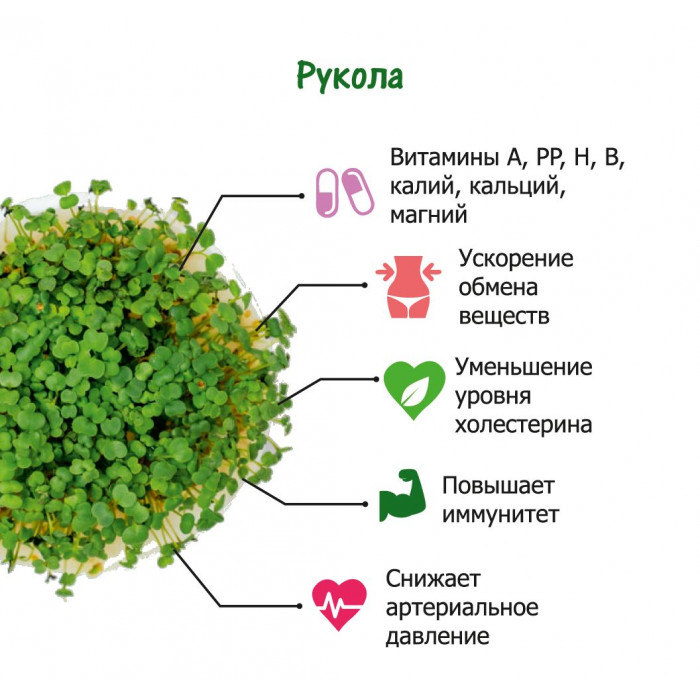 Набор для выращивания. "Моя микрозелень": РУКОЛА