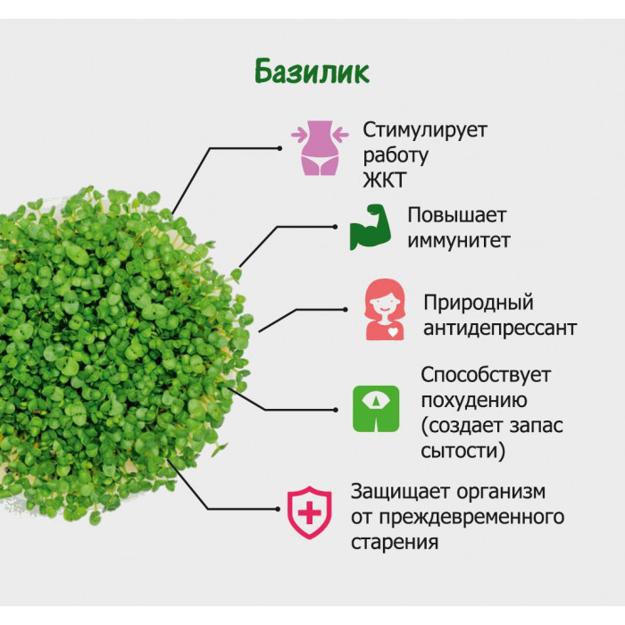 Набор для выращивания. "Моя микрозелень": БАЗИЛИК